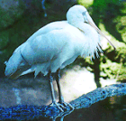 Yellow-billed Spoonbill - Courtesy of the Perth Zoo