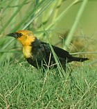 Yellow-hooded Blackbird - Photo copyright Pascal Dubois