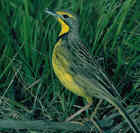 Yellow-throated Longclaw - Photo copyright Birdlife On-Line Magazine