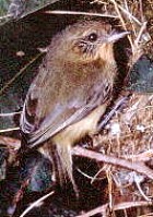 Yellow Thornbill - Photo copyright Chris Chafers