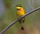 Little Bee-eater - Photo copyright Peter Miller