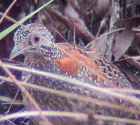 Painted Buttonquail - Photo copyright Tom and Marie Tarrant