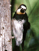 Acorn Woodpecker - Photo copyright Tony Galvan