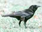 American Crow - Photo copyright Monte Taylor
