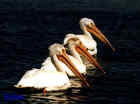 American White Pelicans - Photo by J. R. Lyles