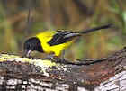 Audubon's Oriole - Photo copyright Peter Weber
