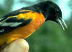 Baltimore Oriole (female) - Maryland State Bird - Photo by Chan Robbins