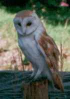 Barn Owl - Photo copyright Alan Spellman