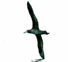 Black-footed Albatross - ENDANGERED - Photo copyright Monte Taylor