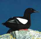 Black Guillemot - Photo Courtesy of Shetland  Wildlife Tours