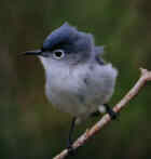 Blue-gray Gnatcatcher - Photo copyright Larry Manfredi