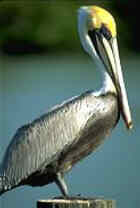 Brown Pelican - Louisiana State Bird - Photo by Don Baccus