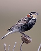 Chestnut-collared Longspur - Photo copyright James Ownby