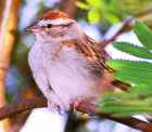 Chipping Sparrow - Photo copyright Robert McDonald