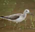 Common Greenshank - Photo copyright Lawrence Poh
