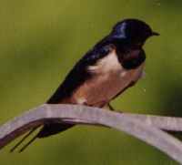 Barn Swallow - Highest breeding density in North America - Photo copyright by Erik Kleyheeg