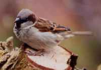 House Sparrow - Highest Breeding Density  in North America - Photo copyright Erik Kleyheeg