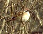Eurasian Tree Sparrow - Photo copyright Peter Weber