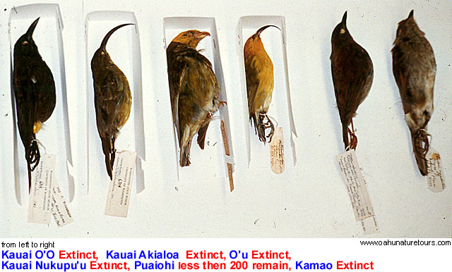 Extinct Hawaiian Birds - Photo copyright Oahu Nature Tours