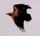 Fan-tailed Raven - Photo copyright Eric Kleyheeg