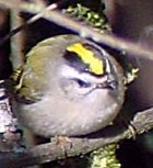 Golden-crowned Kinglet - Photo copyright Patricia Michaels