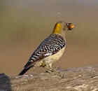 Golden-fronted Woodpecker - Photo copyright Peter Weber