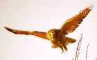 Great Grey Owl - Photo copyright Robert McDonald