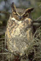Great Horned Owl - Alberta provincial bird - Photo by Marshall Iliff