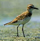 Greater Sand Plover - Photo copyright Trident Press