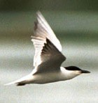 Gull-billed Tern - Photo copyright Paul Gale