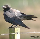 Hooded Crow - Photo copyright Harold Stiver