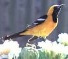 Hooded Oriole - Photo copyright Monte Taylor