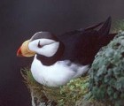 Horned Puffin - Photo copyright Peter LaTourrette