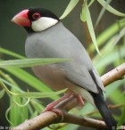 Java Sparrow - Photo copyright Laurence Poh