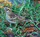 Lark Sparrow - Photo copyright Steve Nanz