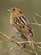 LeConte's Sparrow - Photo copyright Robert Royce