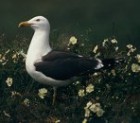 Lesser Black-backed Gull - Photo copyright Eric Van Poppel