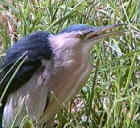 Little Bittern - Photo copyright Tom and Marie Tarrant