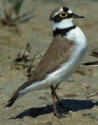 Little Ringed Plover - Photo copyright Paul Gale