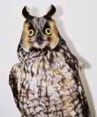 Long-eared Owl - Robert McDonald