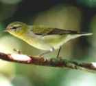 Mourning Warbler - Photo copyright Jean Coronel