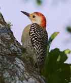 Red-bellied Woodpecker - Photo copyright Ross Warner