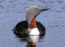 Red-throated Diver (Loon)- Photo Courtesy of Shetland Wildlife Tours