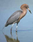 Reddish Egret - Photo by Don Baccus