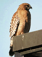 Red-shouldered Hawk - Photo copyright Tony Galvan
