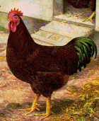 Rhode Island Red Chicken - Rhode Island State Bird