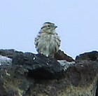 Rock Sparrow - Photo copyright Cursorius