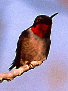 Ruby-throated Hummingbird - Photo copyright Jeremy Barker