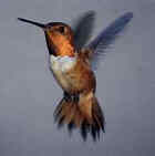 Rufous Hummingbird - Photo by Dan True