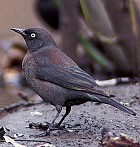 Rusty Blackbird - Photo copyright Steve Nanz